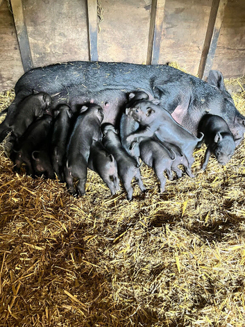 21 piglets for sale