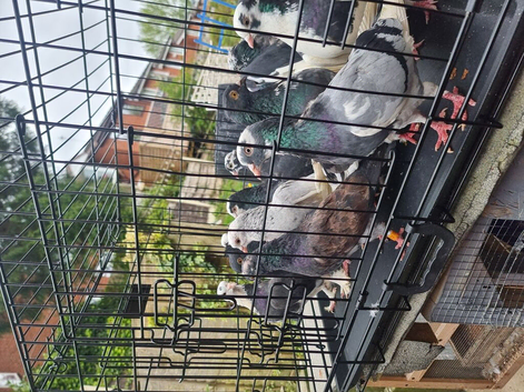 Roller pigeon for sale