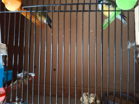 6 Finch birds