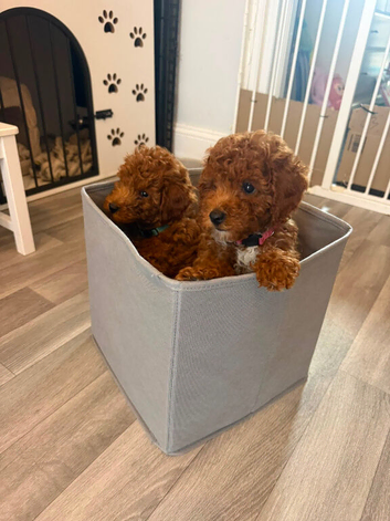 ️Deep Red Toy Poodle
