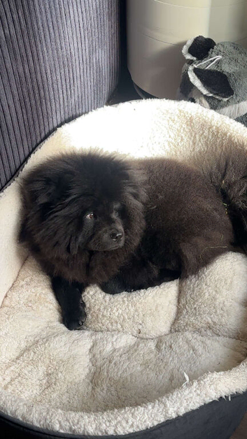 Sweet Girl Willow