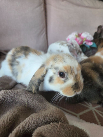 Baby mini lop girls