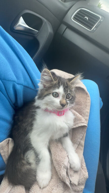 Girl kitten