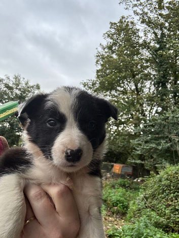 Collie pups from working parents