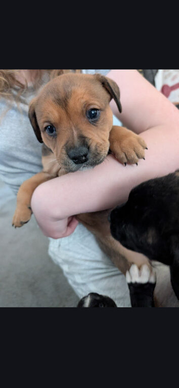 Pup for sale