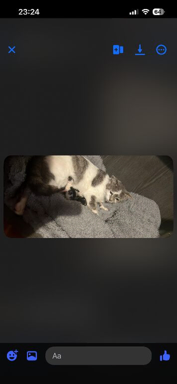 Kittens ready in 6 weeks