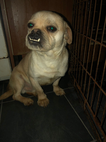 Male chug