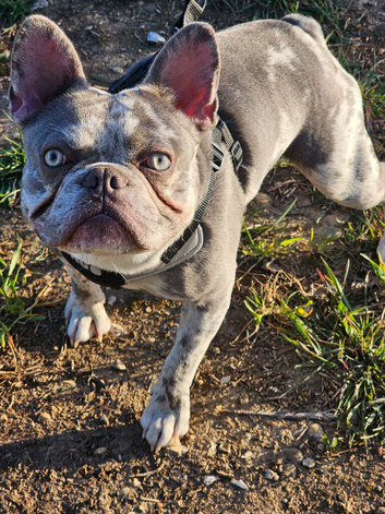 Blue Merle Stud - French Bulldog Pedigree