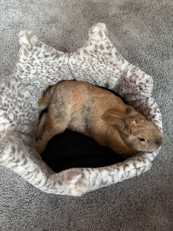 3 year old female rabbit