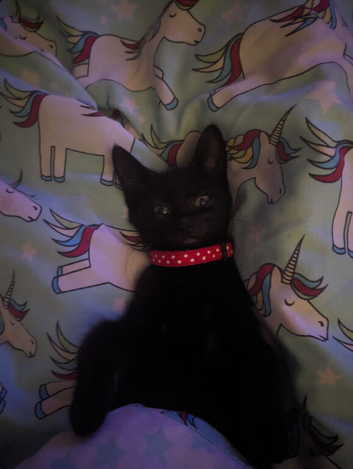 Cat needing a home