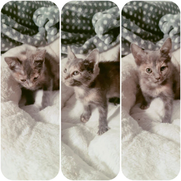 Kitten