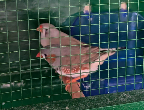 Pair of zebra finch