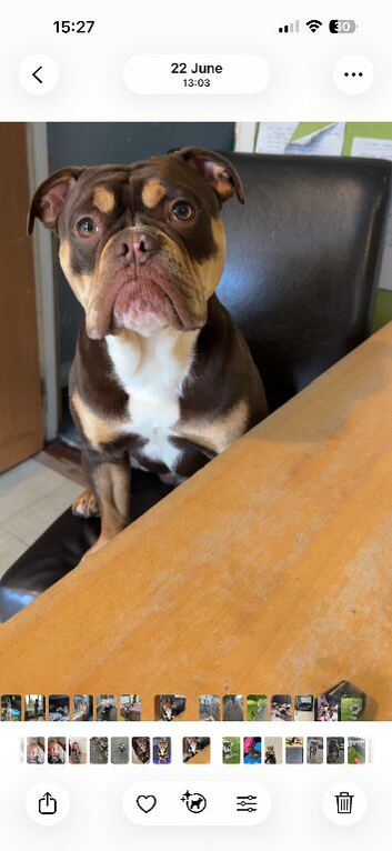 Olde English Bulldog