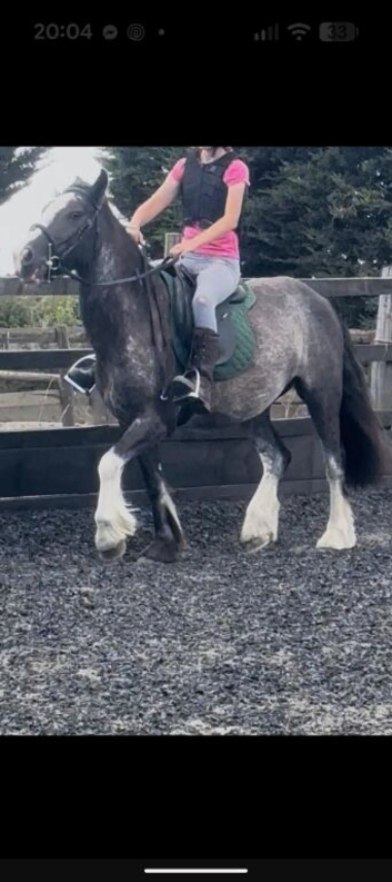 Blagdon Welsh cob