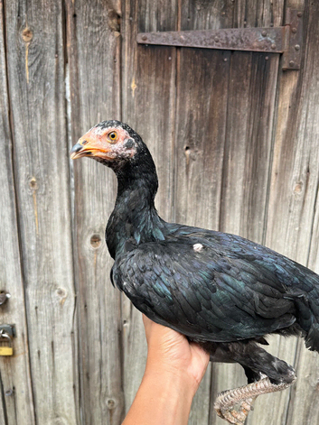 Black aseel x hint /shamo pullet