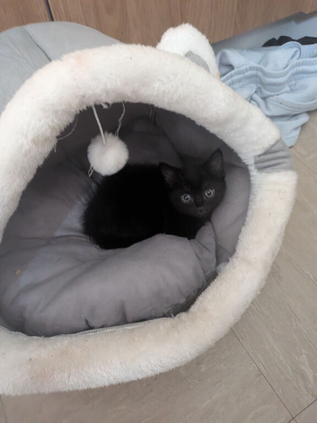 Female Kitten for sale Cleo