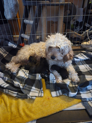 3 beautiful cavapoochon x jorkie puppies