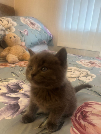 Russian Blue