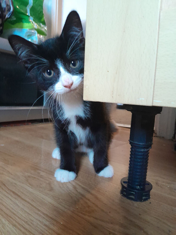 Kitten for rehoming