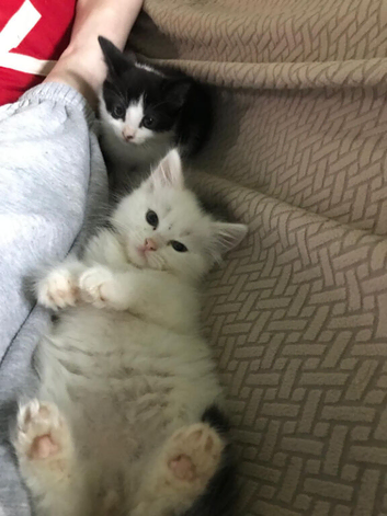 2 beautiful kittens for sale