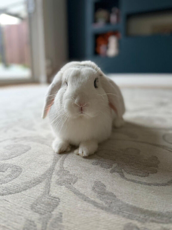 English lop white/beige bunny