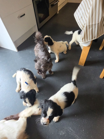 Spaniel