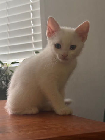 Kittens looking for forever home