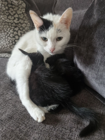 2 kittens for sale
