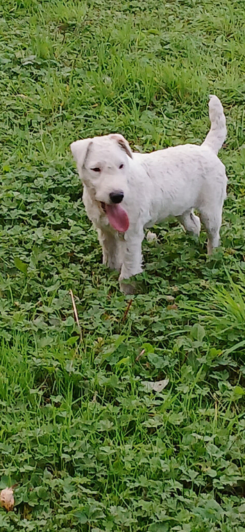 Male  white lakeland