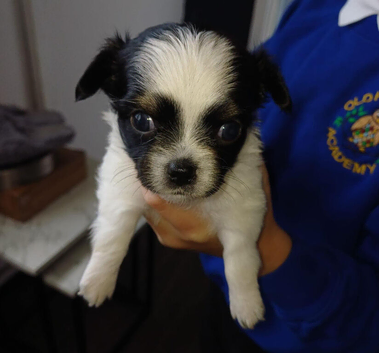 Chihuahua puppies for sale