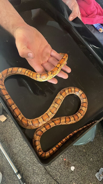 Corn snake looking for a new home