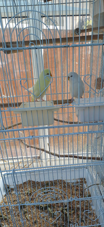 Bonded pair of bugies