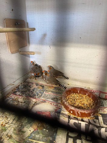 zebra finches