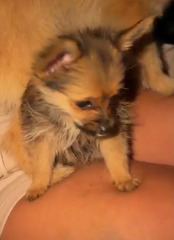 Yorkshire terrier x pomeranian