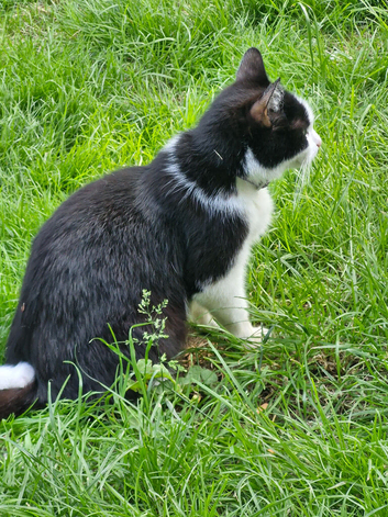 Kittens