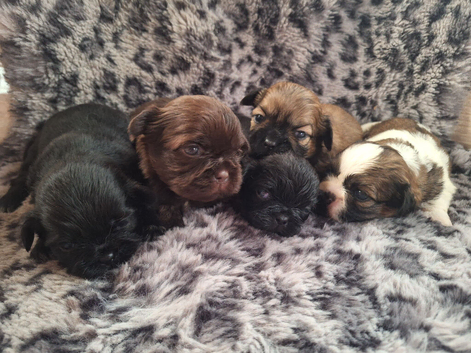 Imperial shihzu puppys