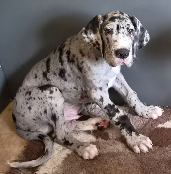 Quality KC Great dane puppy
