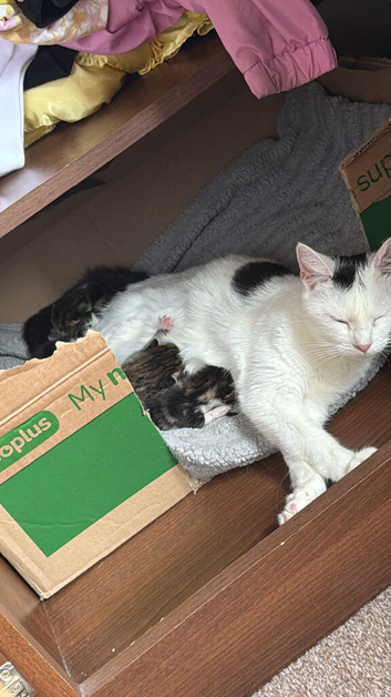 Kittens forsale