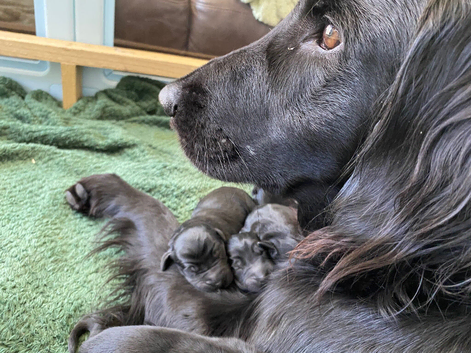Flat coated retriever puppies