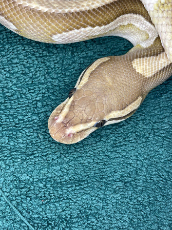 Reduced ball pythons for new home/s asap