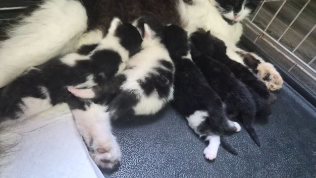 5 beautiful kittens