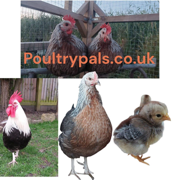 Grey Silver Dorking &ndash; Hatching Eggs