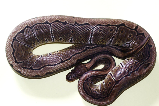 For sale Royal python