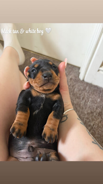 stunning miniature dachshund puppies