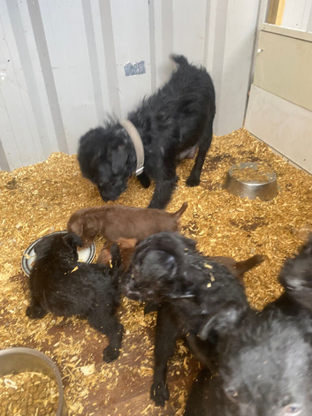 Patterdale puppies