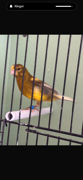 Canaries