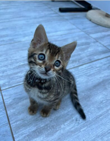 ️ Stunning Pure Bengal Kittens ️