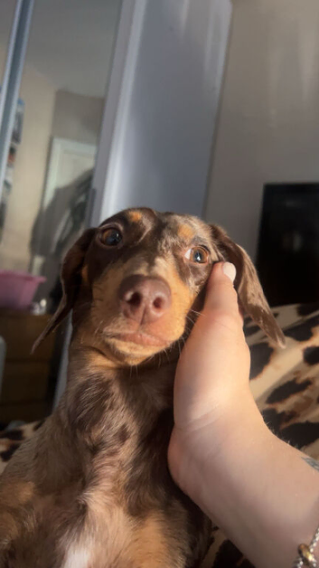 Femal dachshund 1 year 3 months