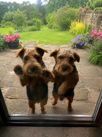 Working Lakeland Terrier Pups