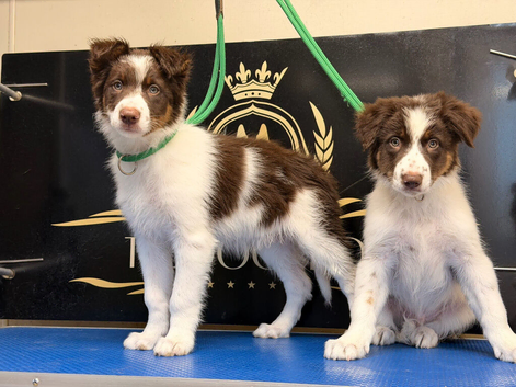 Red Piebold Border Collie